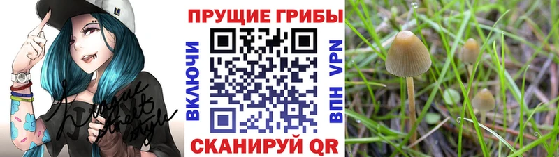 Галлюциногенные грибы мицелий  Краснокаменск 